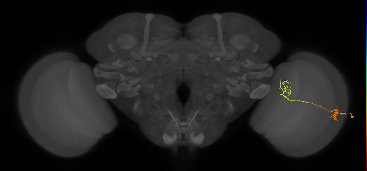 Tm31_R (MaleCNS:80554)