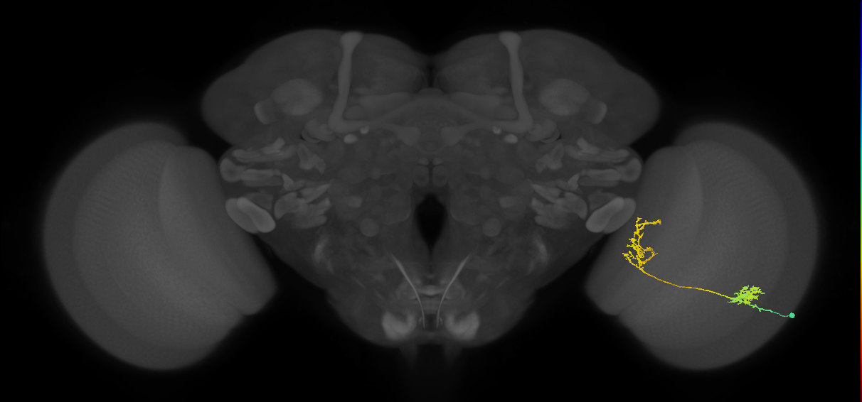 Tm31_R (MaleCNS:37673)