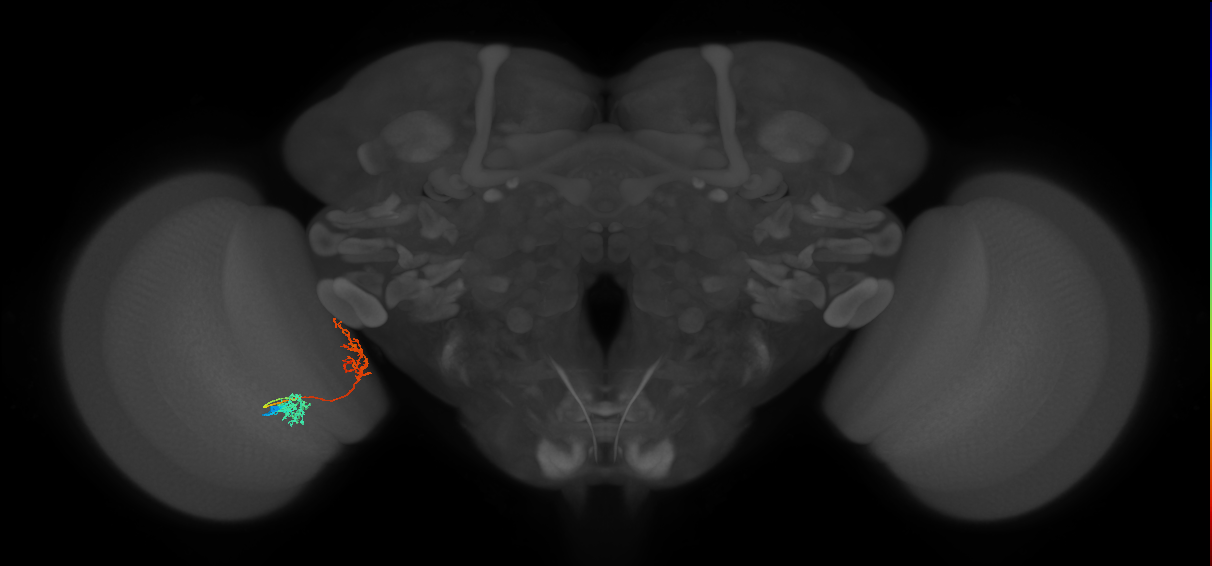 Tm31_L (MaleCNS:60835)