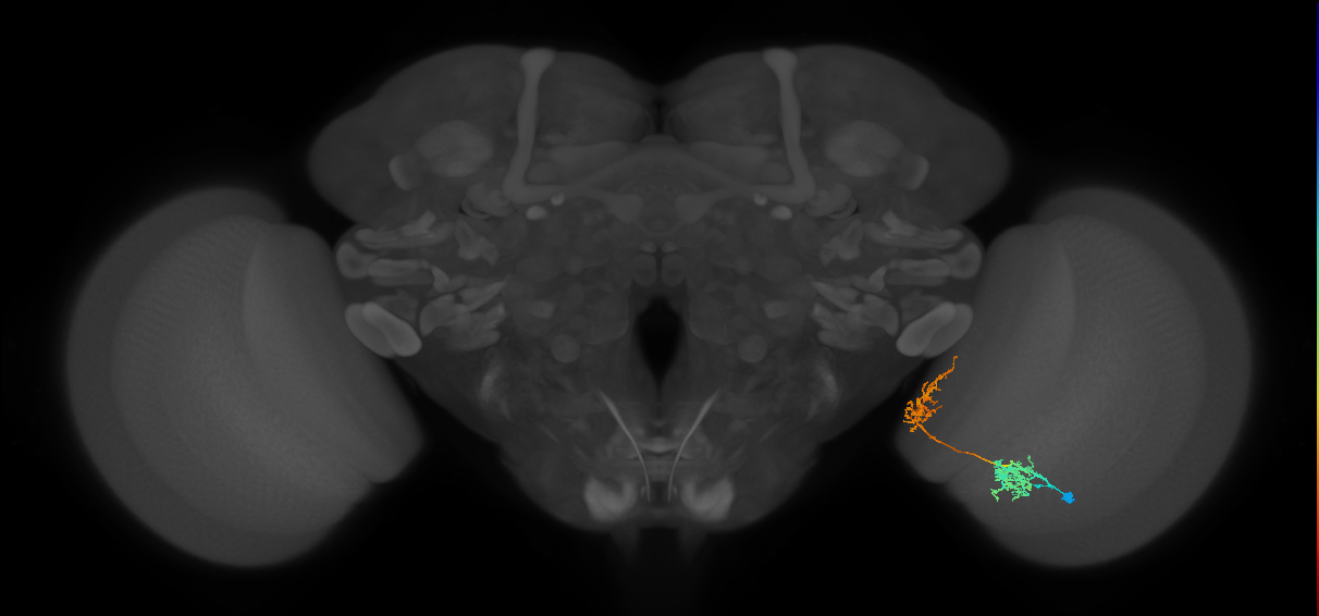 Tm31_R (MaleCNS:41558)