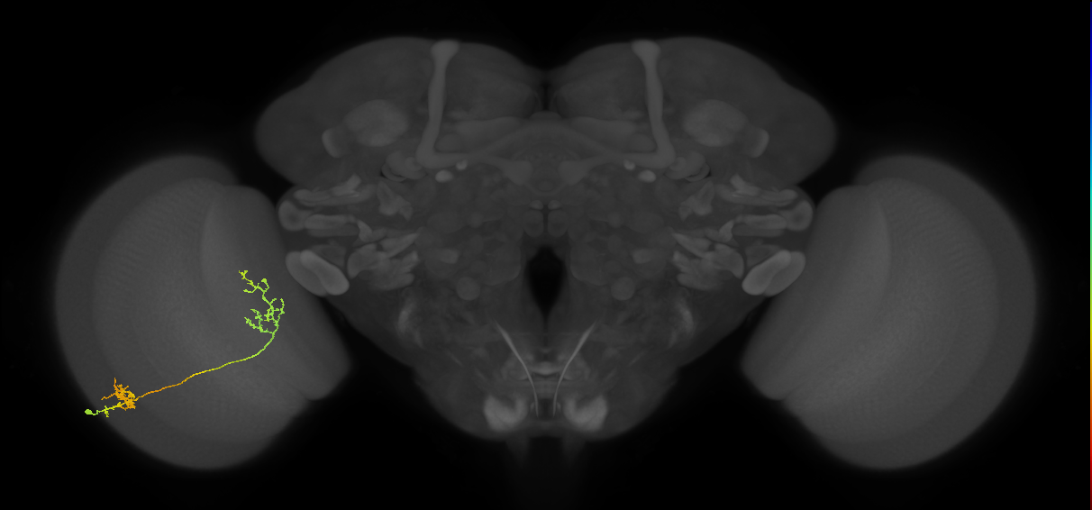 Tm31_L (MaleCNS:31177)
