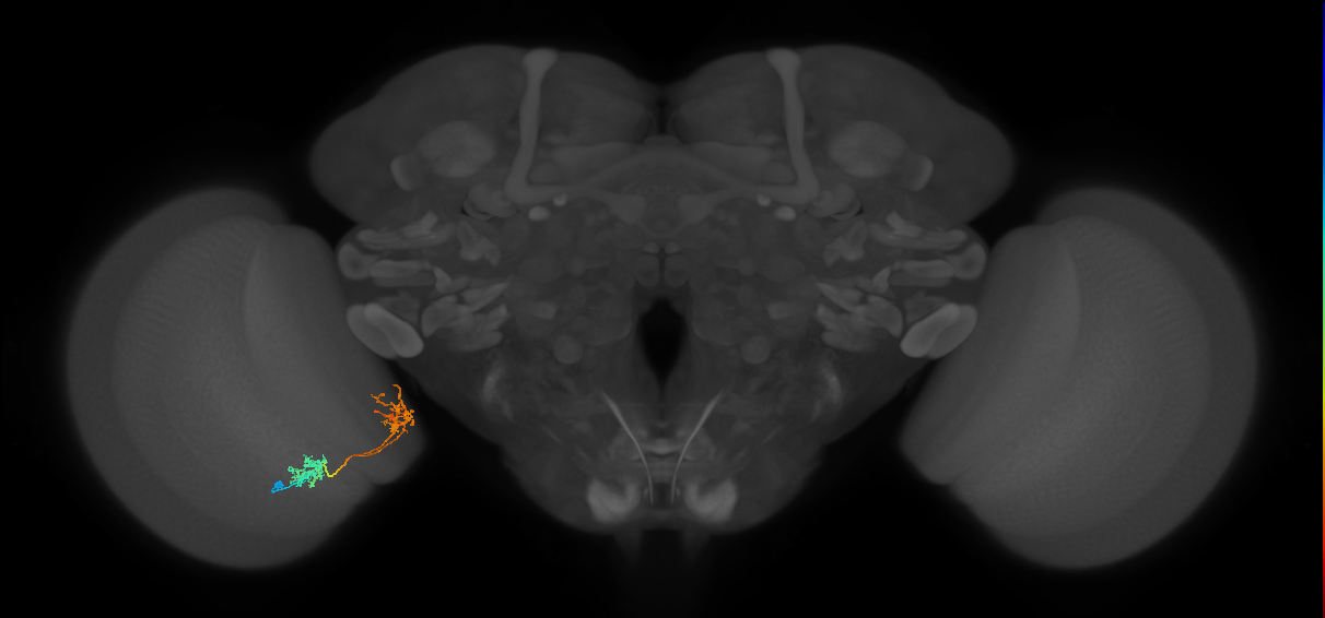 Tm31_L (MaleCNS:55865)