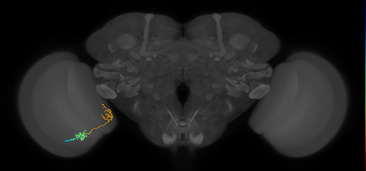 Tm31_L (MaleCNS:537480)