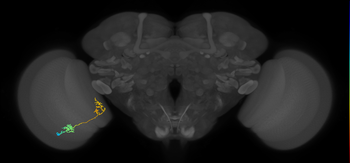 Tm31_L (MaleCNS:527119)