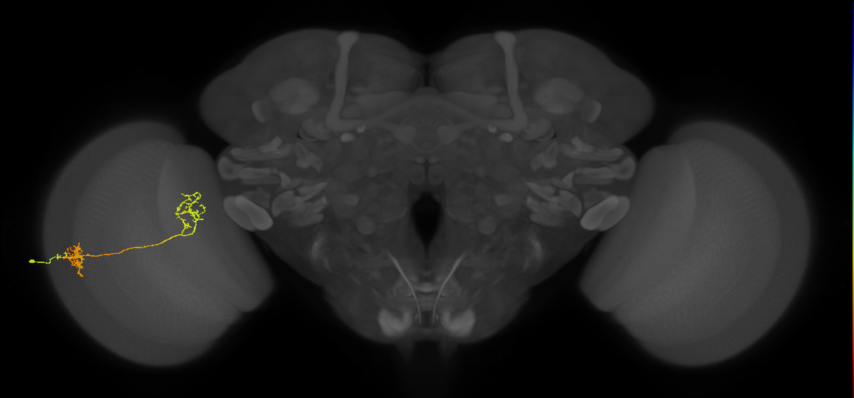 Tm31_L (MaleCNS:516318)