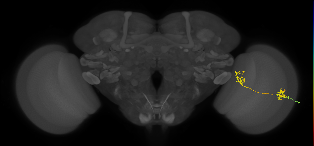 Tm31_R (MaleCNS:48569)