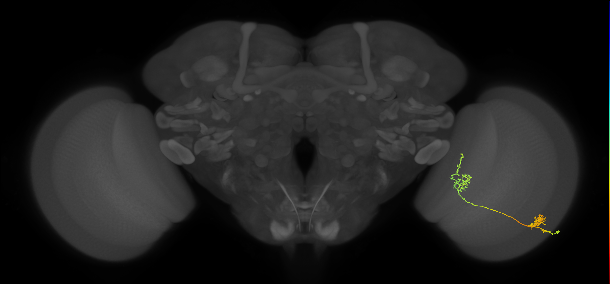 Tm31_R (MaleCNS:53393)