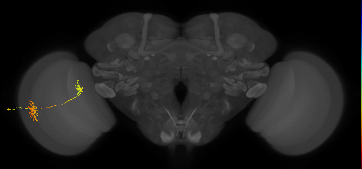 Tm32_L (MaleCNS:516317)