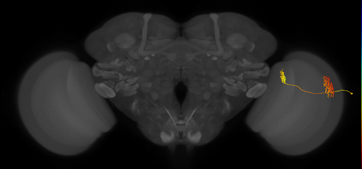 Tm32_R (MaleCNS:92873)
