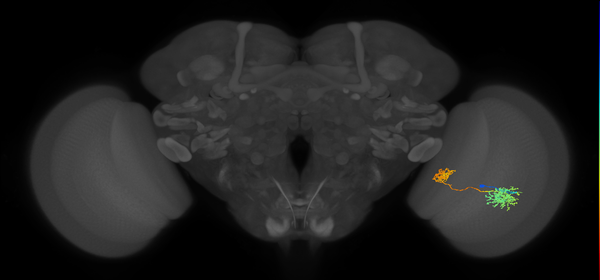 Tm32_R (MaleCNS:44913)