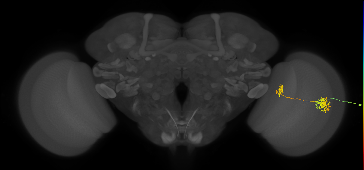 Tm32_R (MaleCNS:71784)