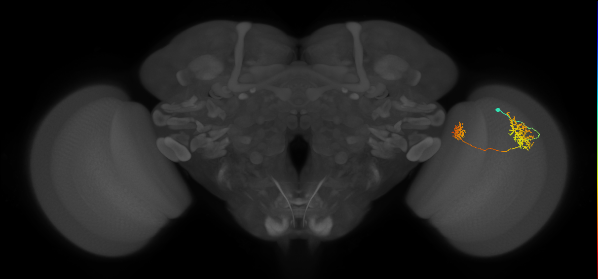 Tm32_R (MaleCNS:76111)