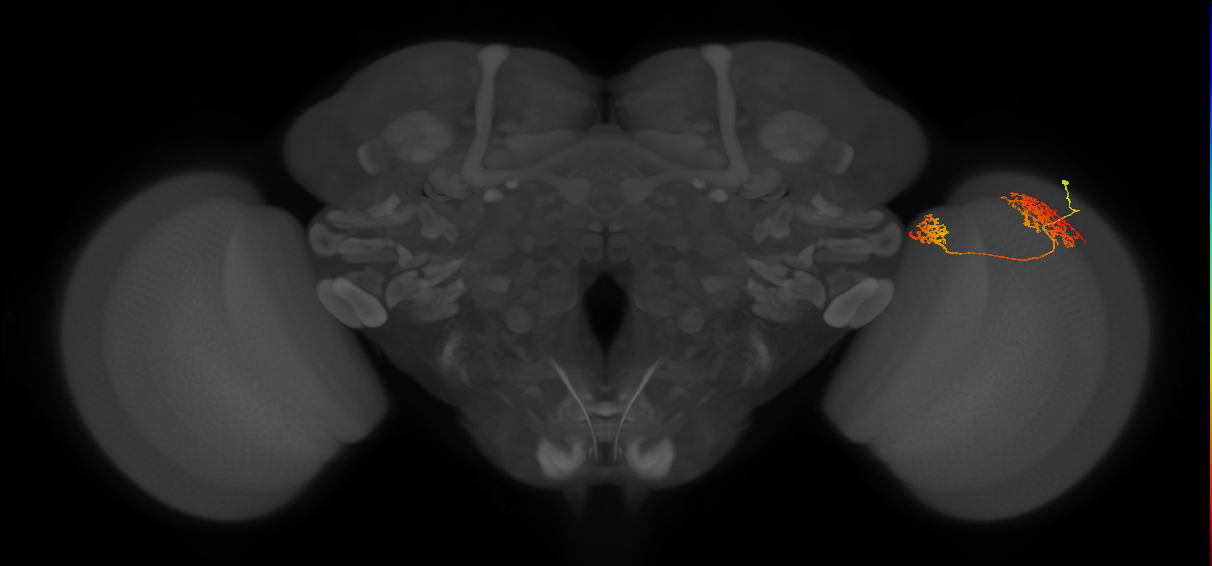 Tm32_R (MaleCNS:48412)