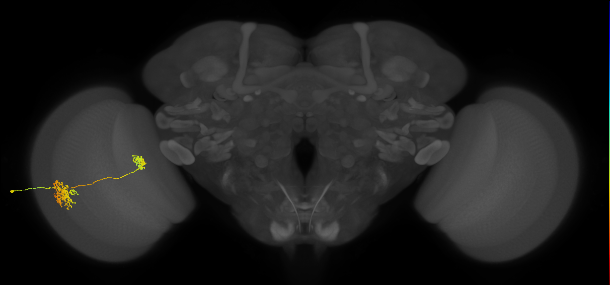 Tm32_L (MaleCNS:532370)