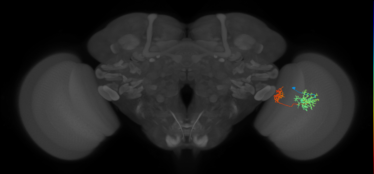Tm32_R (MaleCNS:48419)