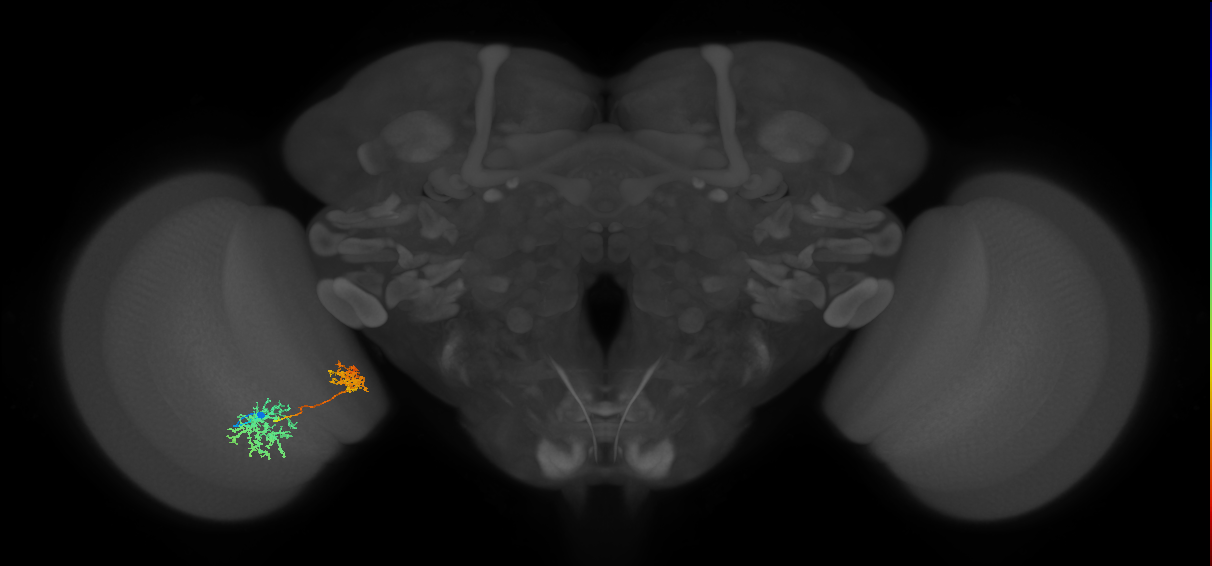 Tm32_L (MaleCNS:41563)