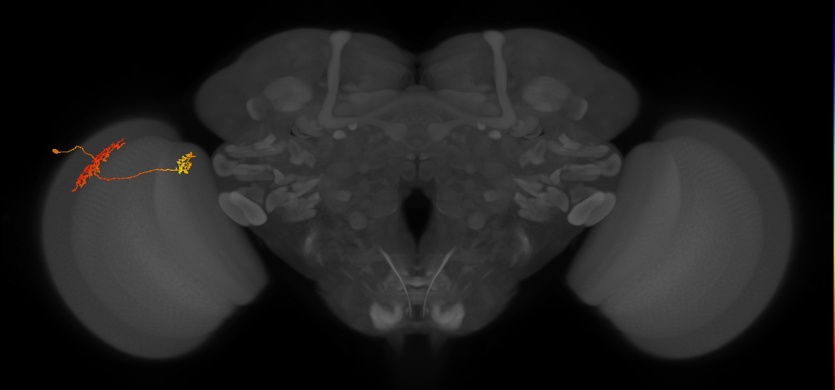 Tm32_L (MaleCNS:89555)
