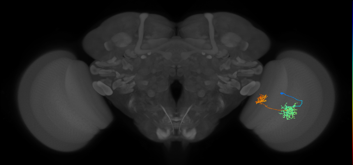 Tm32_R (MaleCNS:42555)