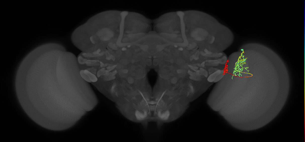 Tm32_R (MaleCNS:59946)