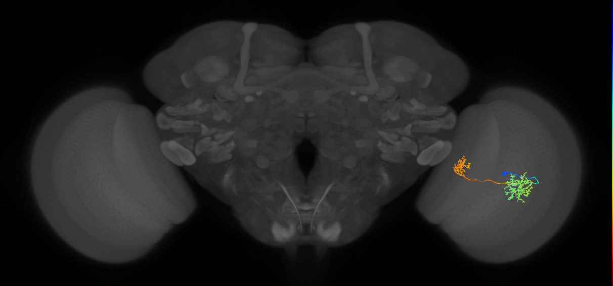 Tm32_R (MaleCNS:54805)