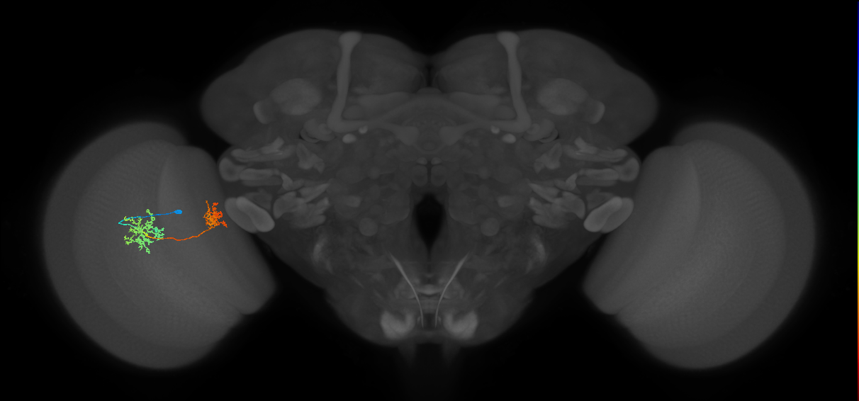 Tm32_L (MaleCNS:67562)