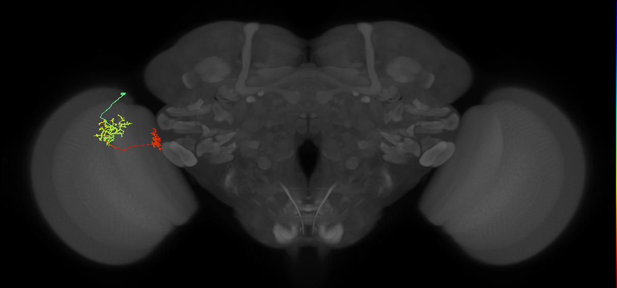 Tm32_L (MaleCNS:69749)