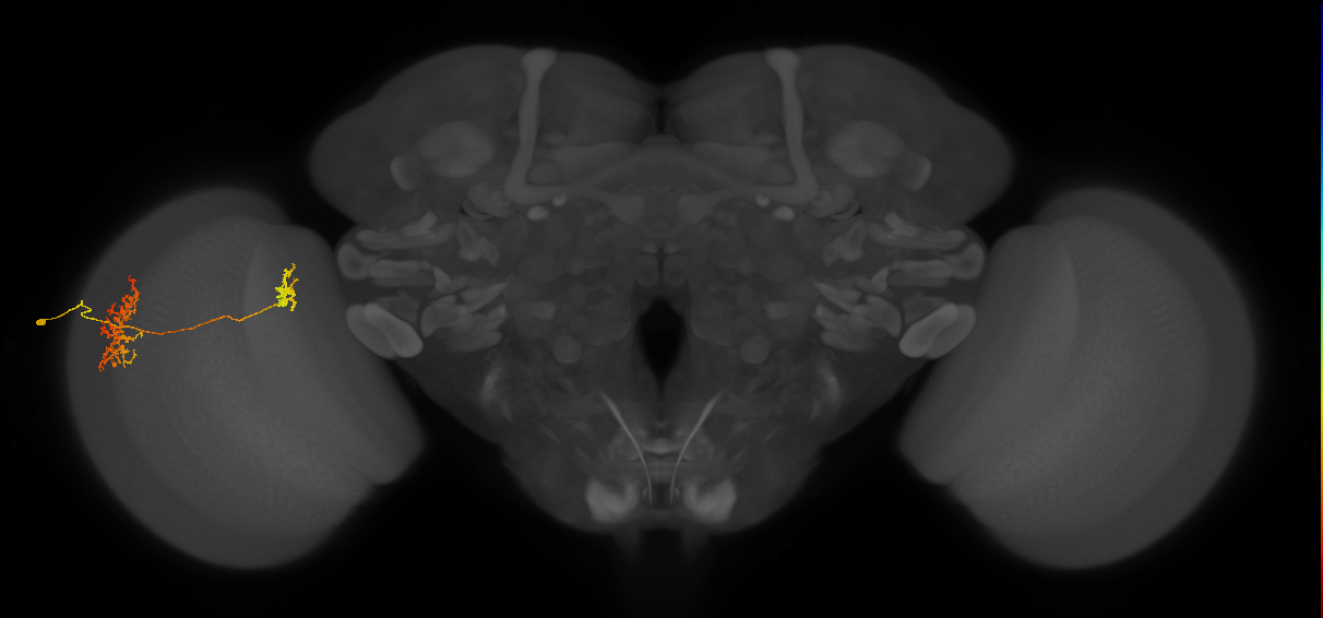 Tm32_L (MaleCNS:72548)