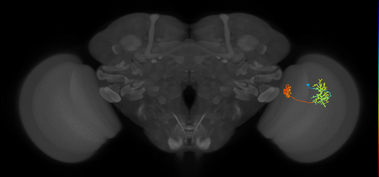 Tm32_R (MaleCNS:51993)