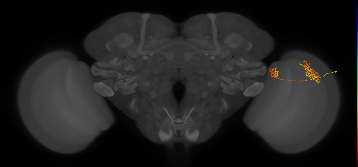 Tm32_R (MaleCNS:55971)