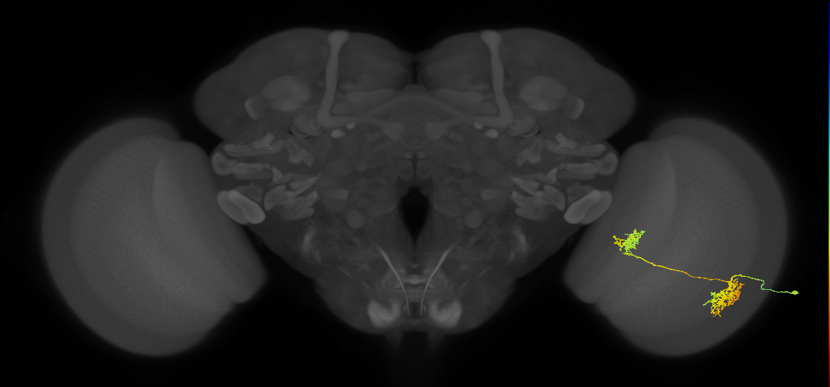 Tm32_R (MaleCNS:39902)