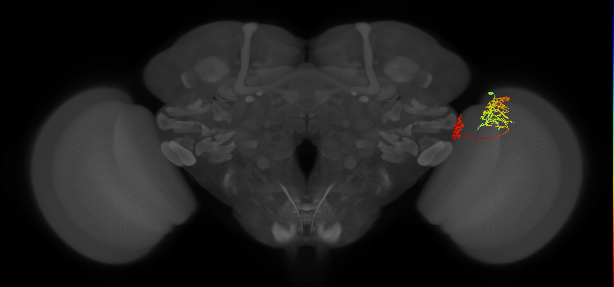 Tm32_R (MaleCNS:58821)