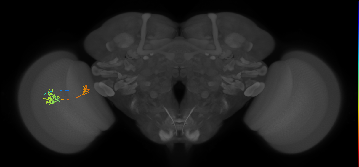 Tm32_L (MaleCNS:580434)