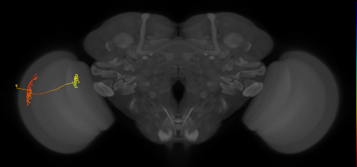 Tm32_L (MaleCNS:516007)
