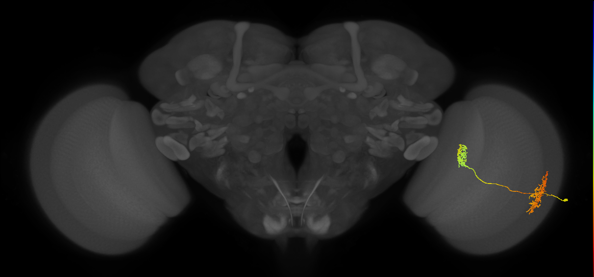 Tm32_R (MaleCNS:75169)