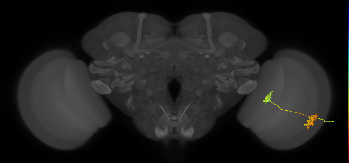 Tm32_R (MaleCNS:55929)