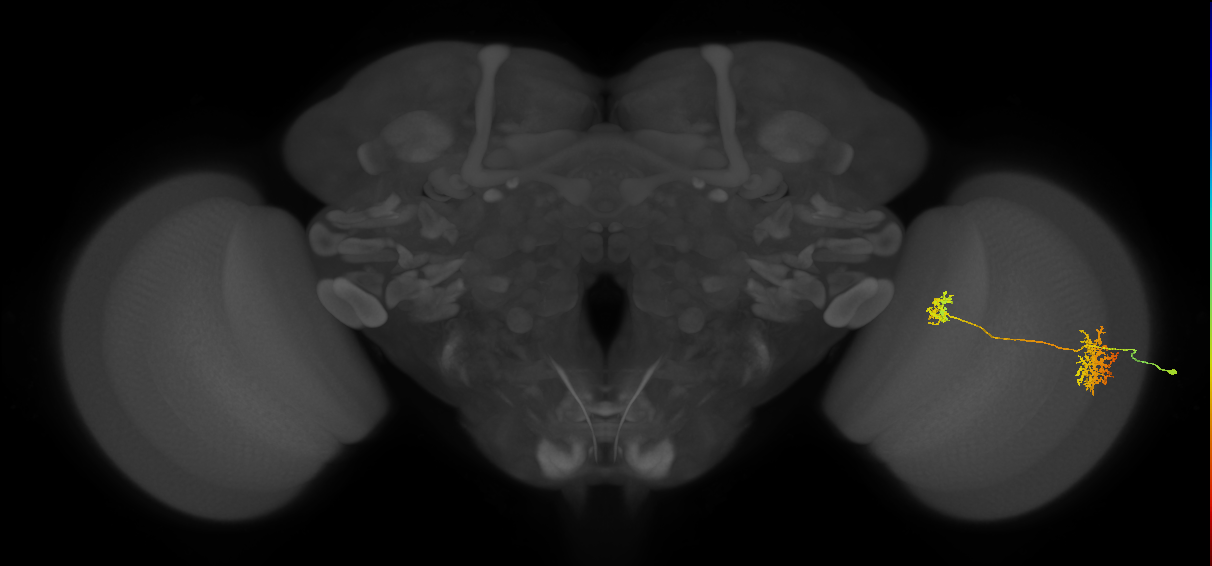 Tm32_R (MaleCNS:52201)