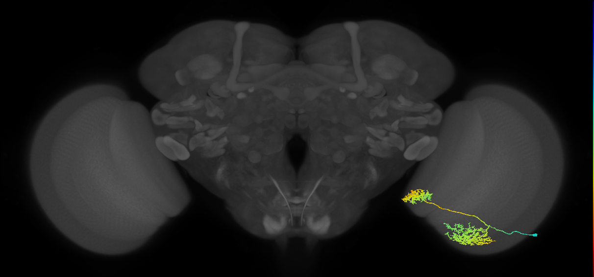 Tm32_R (MaleCNS:30259)