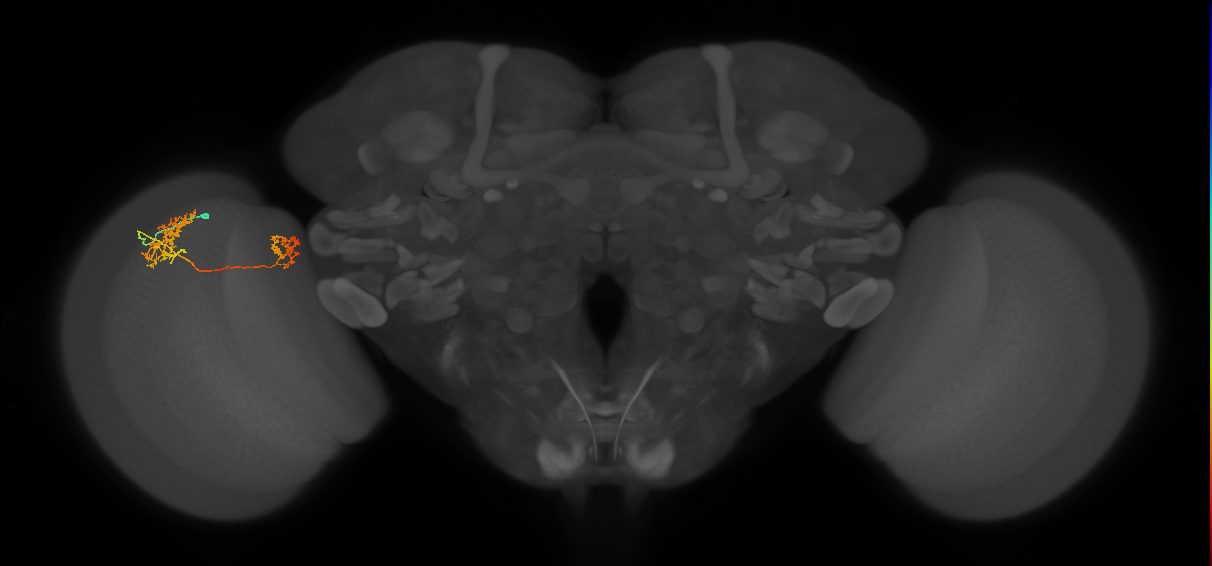Tm32_L (MaleCNS:535892)