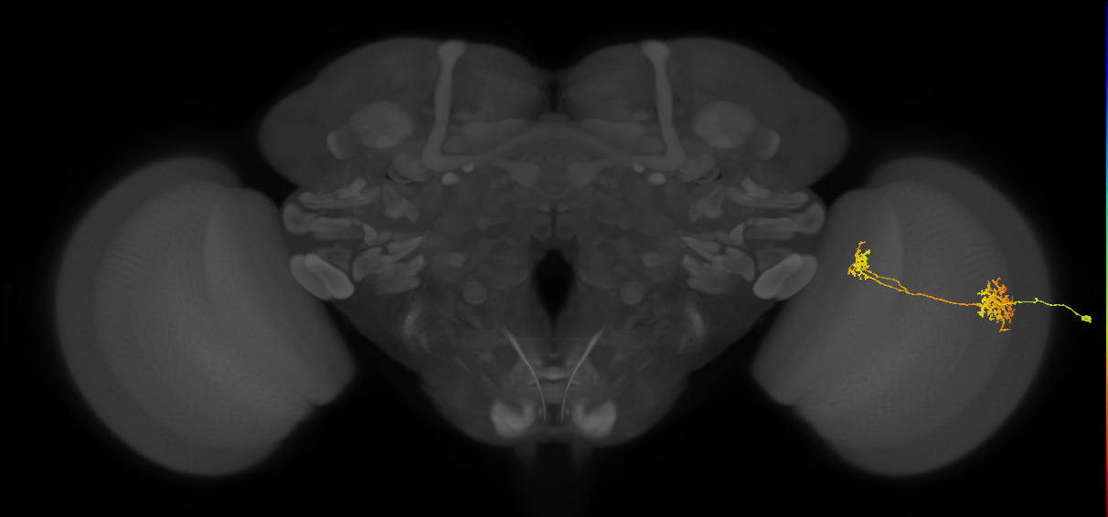 Tm32_R (MaleCNS:76437)