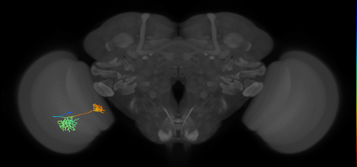 Tm32_L (MaleCNS:44366)