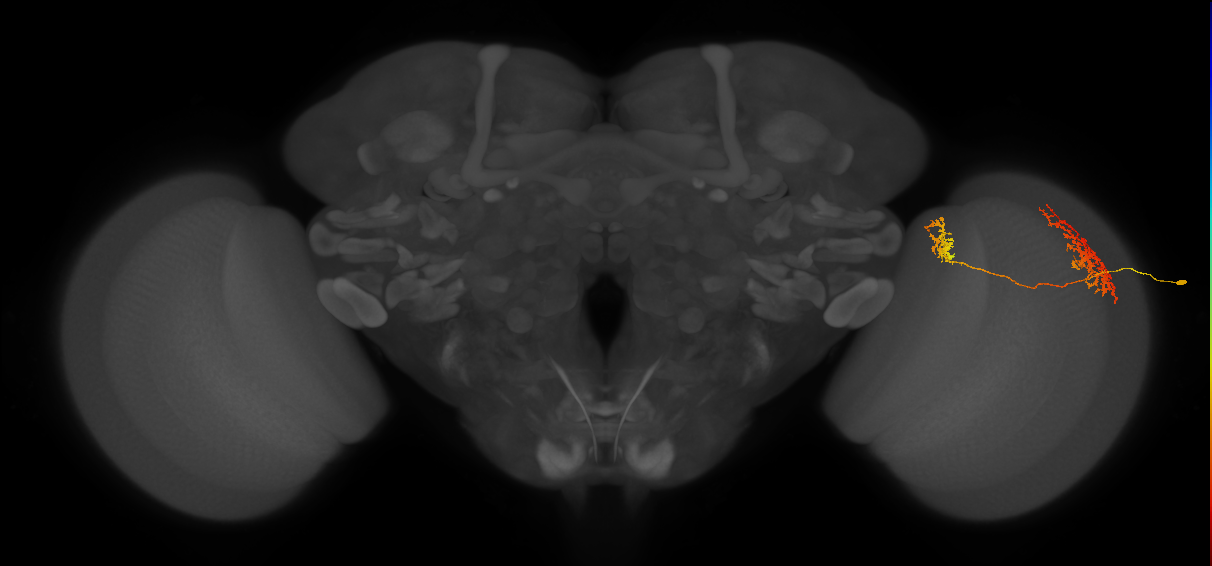 Tm32_R (MaleCNS:55350)