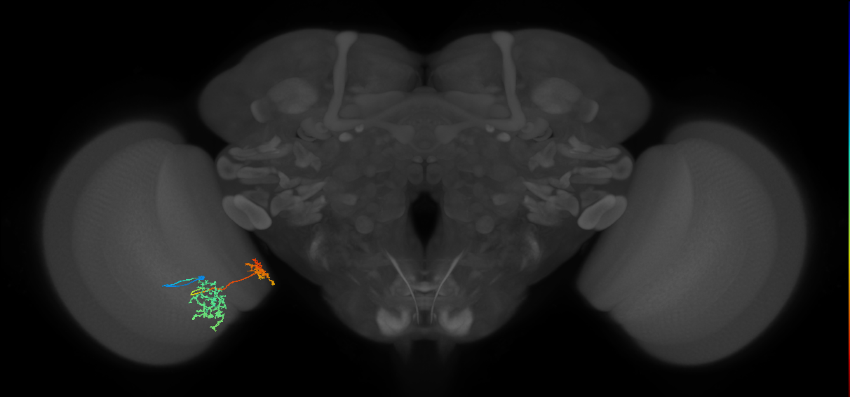 Tm32_L (MaleCNS:48710)