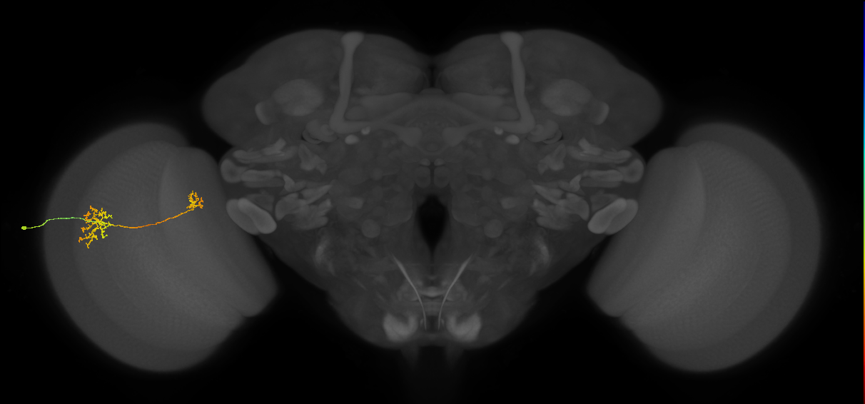 Tm32_L (MaleCNS:518010)