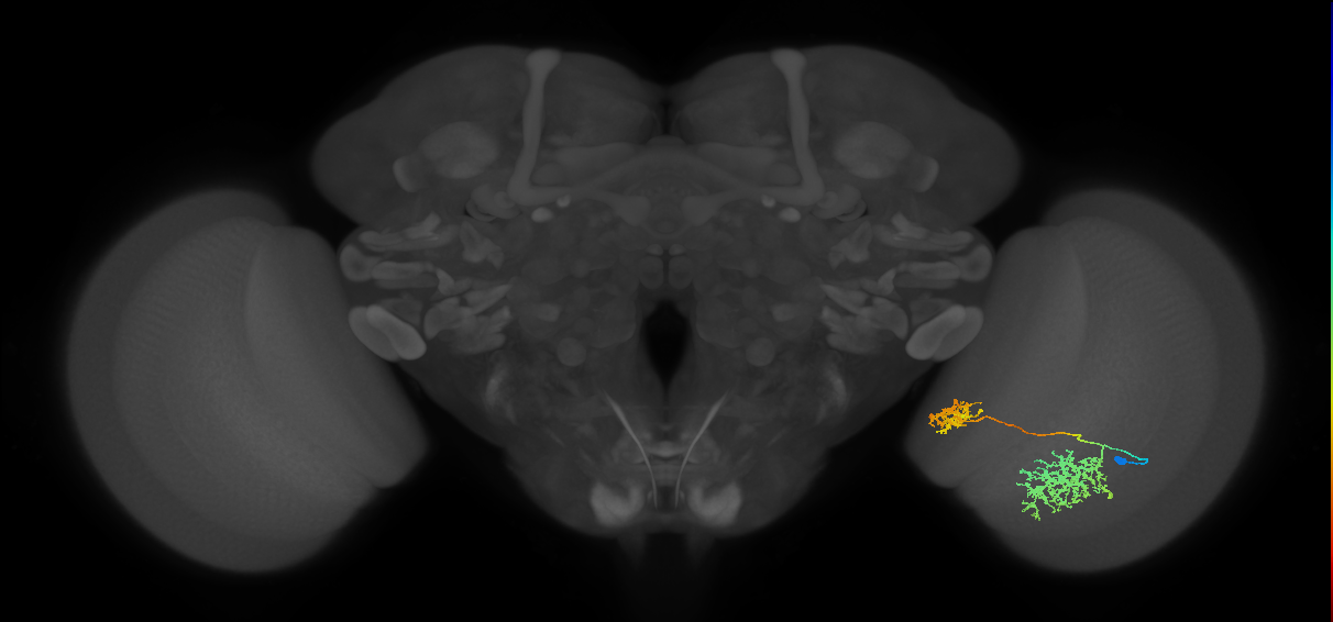Tm32_R (MaleCNS:33886)
