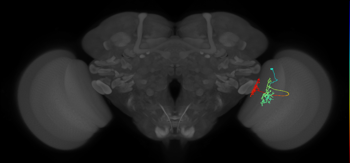 Tm32_R (MaleCNS:60762)
