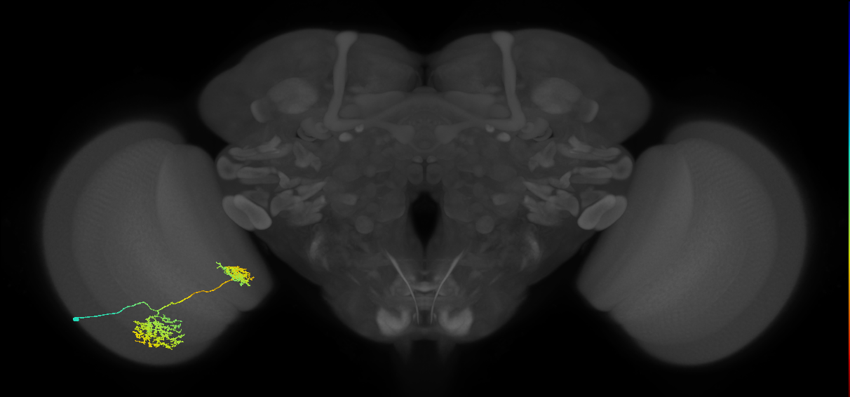 Tm32_L (MaleCNS:516262)