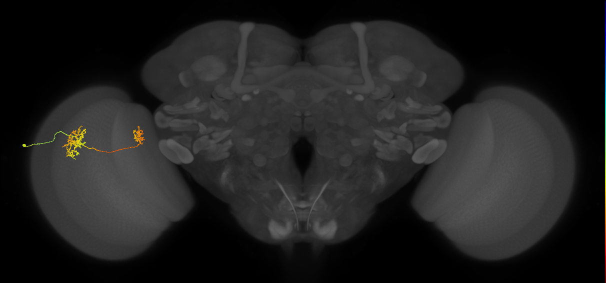 Tm32_L (MaleCNS:64212)