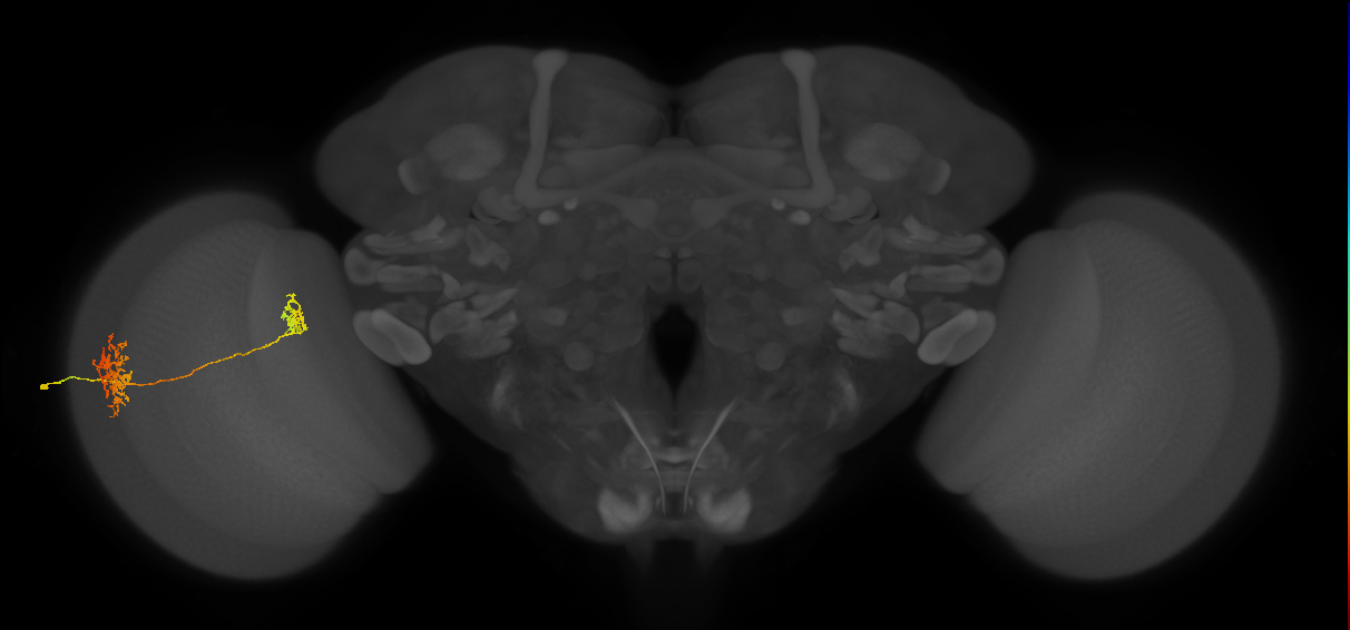 Tm32_L (MaleCNS:62776)