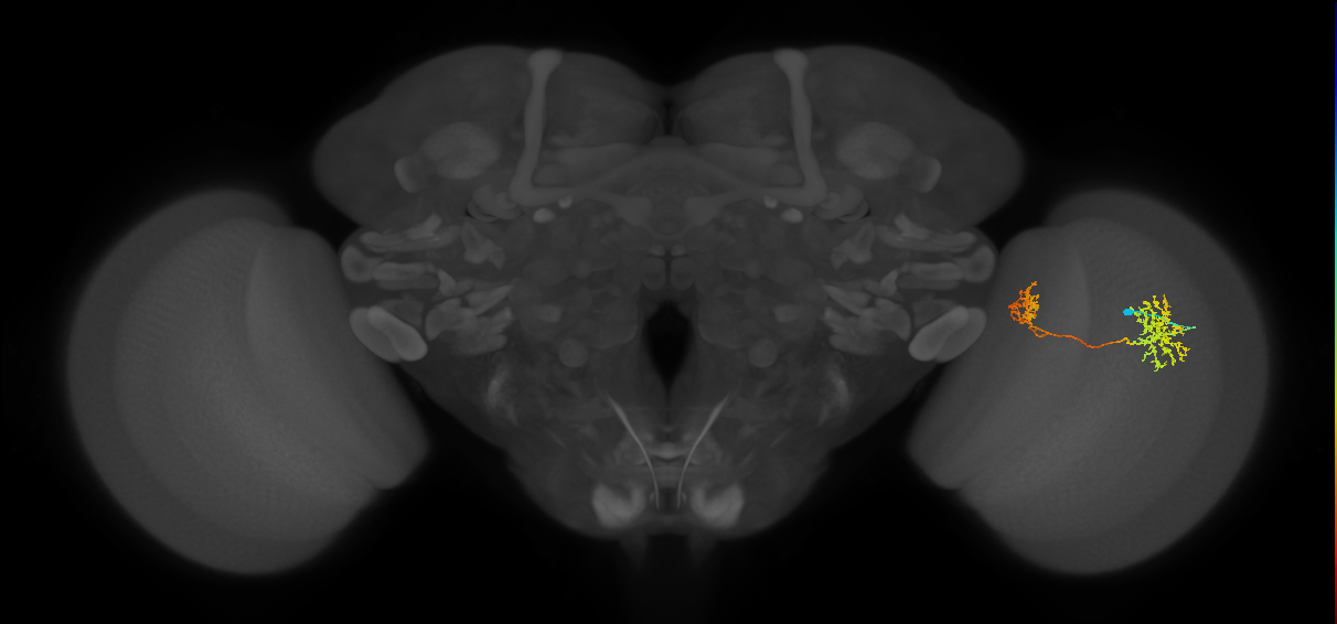 Tm32_R (MaleCNS:65376)
