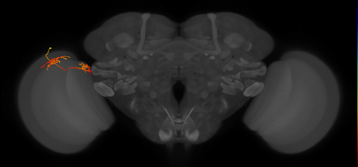 Tm32_L (MaleCNS:67595)